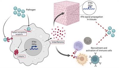 Interferon and autoantigens: intersection in autoimmunity